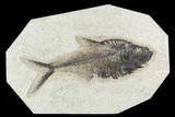 Fossil Fish (Diplomystus) - Green River Formation #129592-1